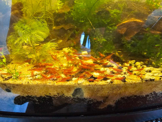 Red Cherry Shrimp in Fish for Rehoming in City of Halifax