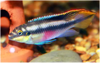 Pelvicachromis pulcher (kribensis cichlid fish) is for sale. This species is a colourful beginner fi...