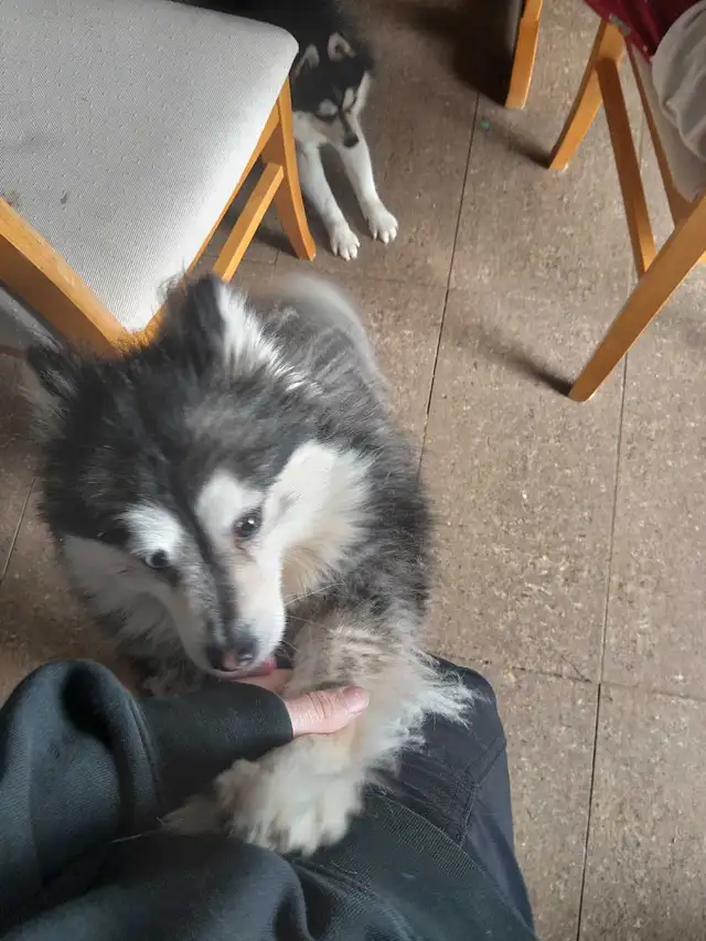 couple pomsky in Dogs & Puppies for Rehoming in Laval / North Shore - Image 4
