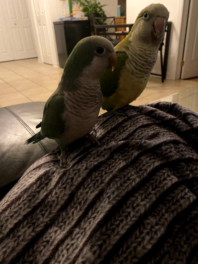 Couple de perroquet Quaker à vendre avec les cages et accessoire dans Oiseaux à adopter  à Saint-Hyacinthe