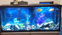 55 gallon fish tank for sale with stand