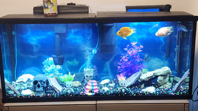 55 gallon fish tank for sale with stand in Accessories in Ottawa - Image 3