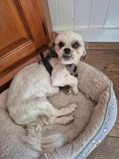 Rehome 1 Yr Old Male Shih Tzu, View more