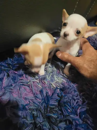 2 petits mâles chihuahuas, View more