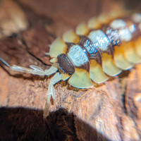 LIMITED TIME SALE! - Isopods, springtails, geckos, and more!