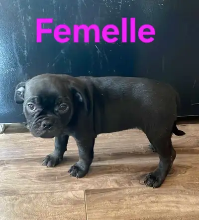Chiots disponible, View more