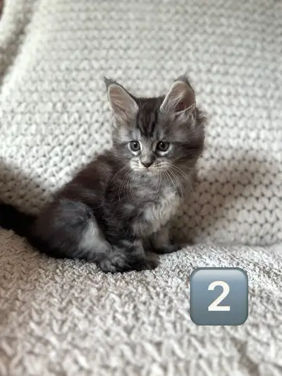 3 Chatons Maine Coon, View more