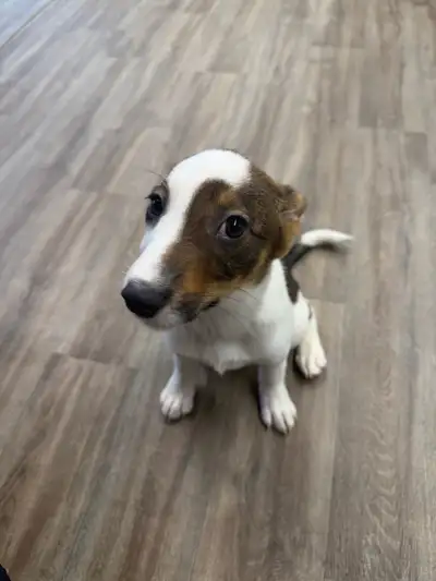 Female jack russell mix willow, View more