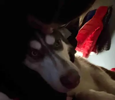 Alaskan malamute in need of new home, View more