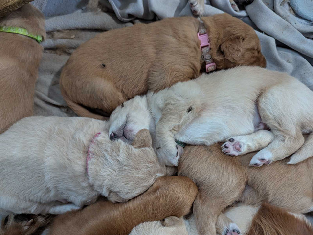 goldens (bien lire jusqu'à la fin) dans Chiens et chiots à adopter  à Thetford Mines - Image 2