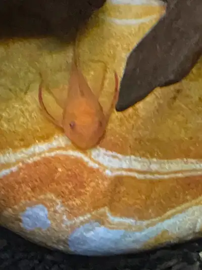 Albino and dark b/n juvenile plecos, View more