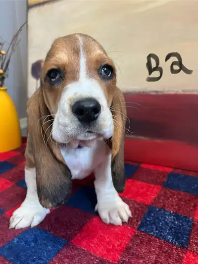 Gorgeous Basset Hound Pups, View more