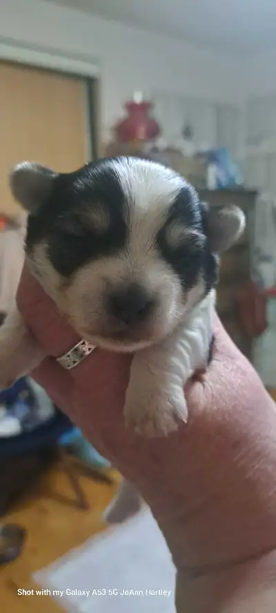 1 male parti yorkie puppy, View more