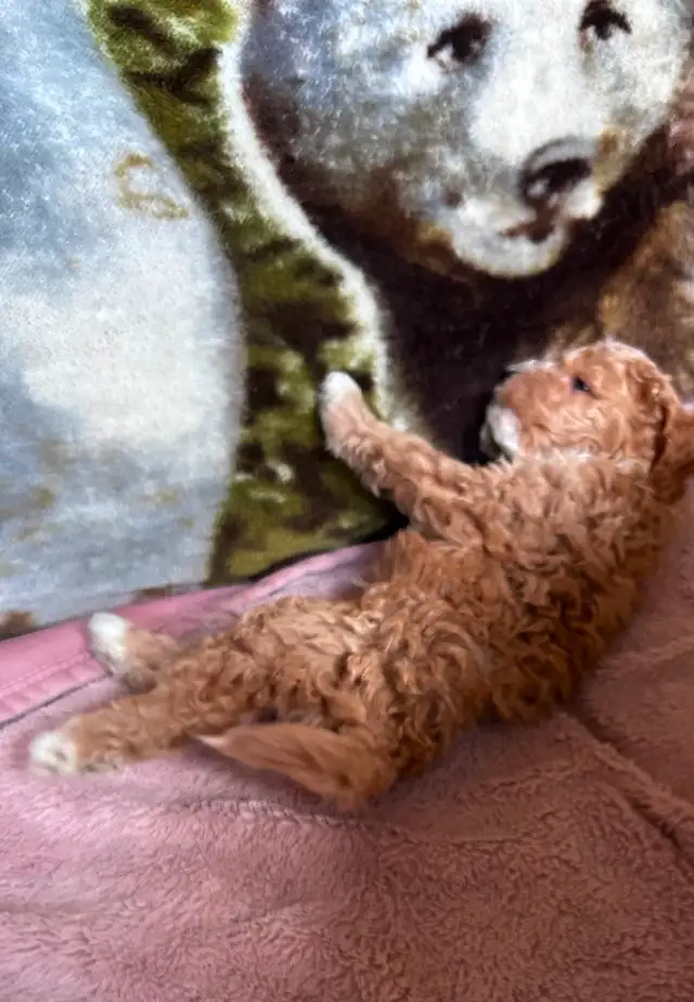 Beautiful Cavapoo Puppies in Dogs & Puppies for Rehoming in Markham / York Region - Image 5