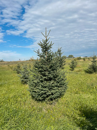 Looking to BUY spruce trees. 