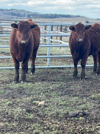 2 red heifers for sale 