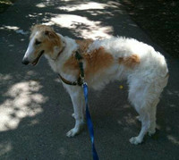 Oak Ridges DOG WALKER One-on-One Private Dog Walks