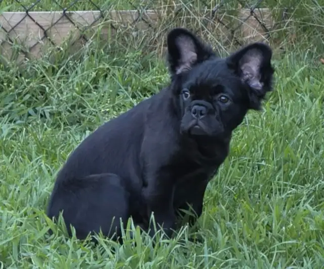 French Bulldog female puppy 2 year Health Guarantee in Dogs & Puppies for Rehoming in Ottawa - Image 7