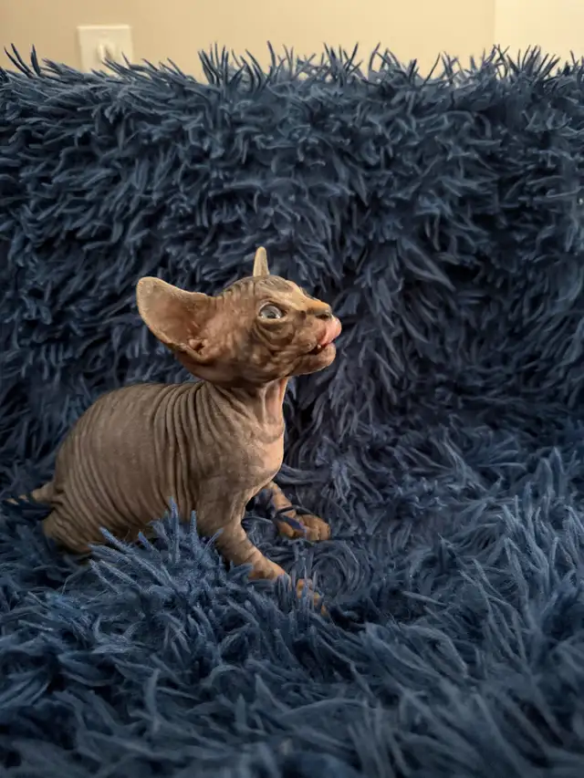 Sphynx Kittens Looking for Loving Homes  in Cats & Kittens for Rehoming in St. Albert - Image 3