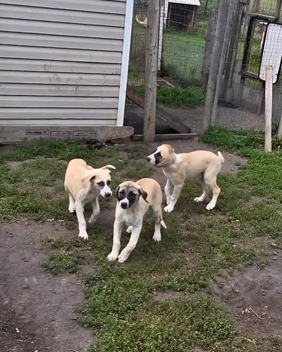 Anatolian Shepherd (Kangal) Puppies – Ready!, View more