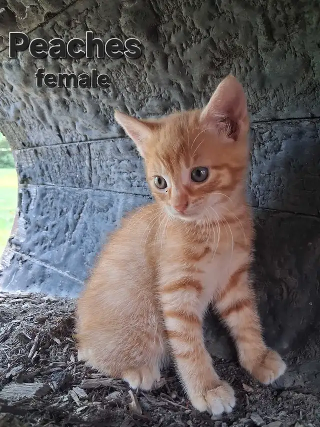 Cute kittens ready for new home ! in Cats & Kittens for Rehoming in Owen Sound - Image 5