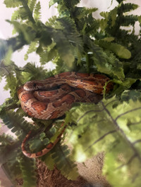 2 Years Old Corn Snake with Enclosure and all Accessories