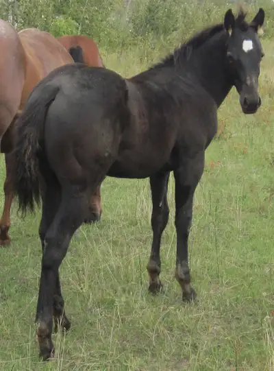 ROAN quarter horse STUD and FILLIES For Sale, View more