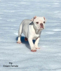 1 Beautiful Platinum French Bulldog Puppy