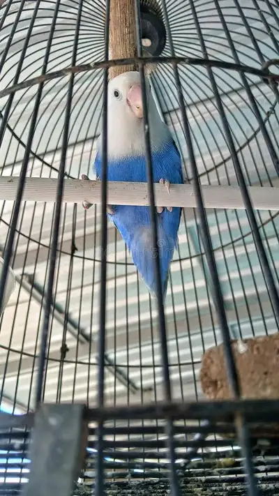Rare Blue Lovebird Parrot, View more