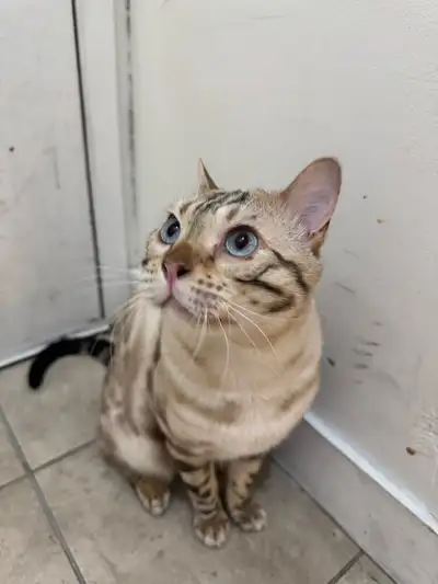 Snow Bengal male (born Oct 27, 2022), View more