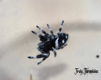 Regal Jumping Spiders!