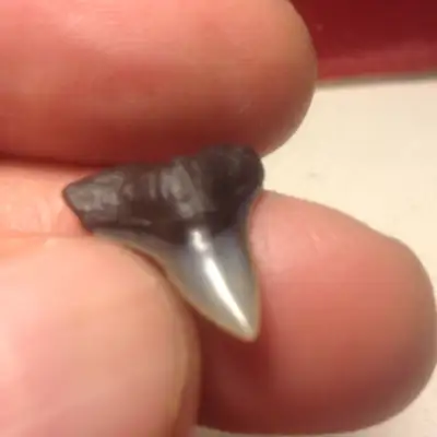 Shark Teeth