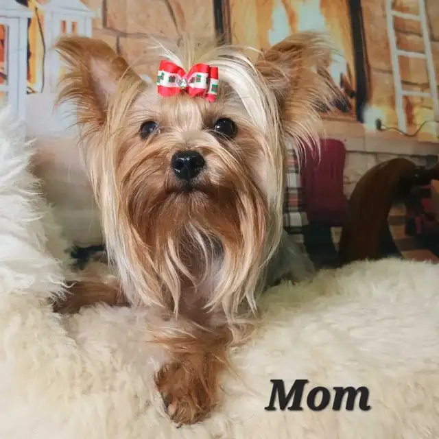 * All Sold! * Pure Yorkie Puppies Available! in Dogs & Puppies for Rehoming in St. Catharines - Image 5