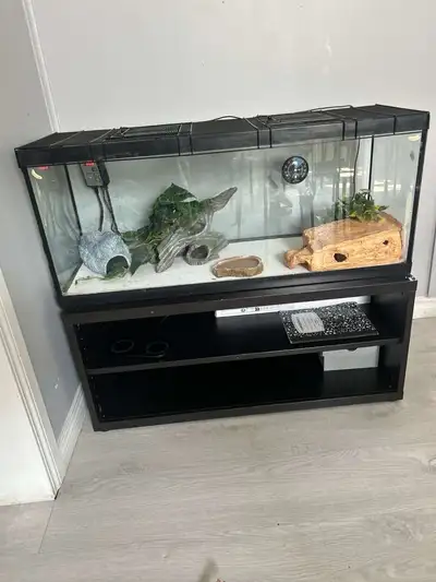 Leopard Gecko + full set up + stand, View more