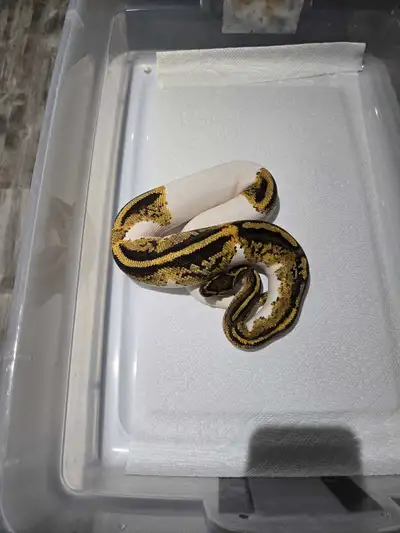 Reducing Collection Sale, View more