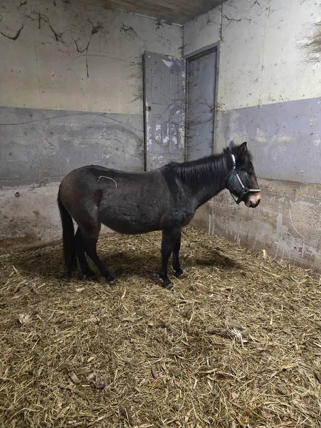 Mule for sale in Horses & Ponies for Rehoming in Woodstock - Image 3