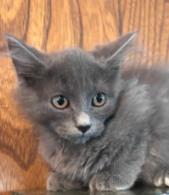Siberian X Ragdoll kittens
