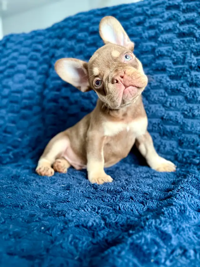 bouledogue français in Dogs & Puppies for Rehoming in Drummondville - Image 3