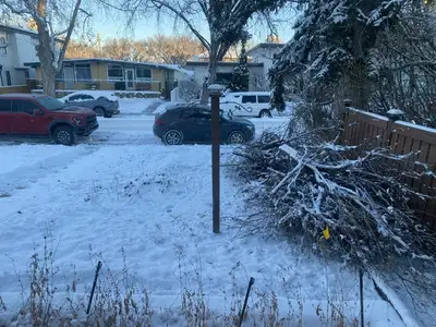 Free Bush Branches / Fire Wood, View more