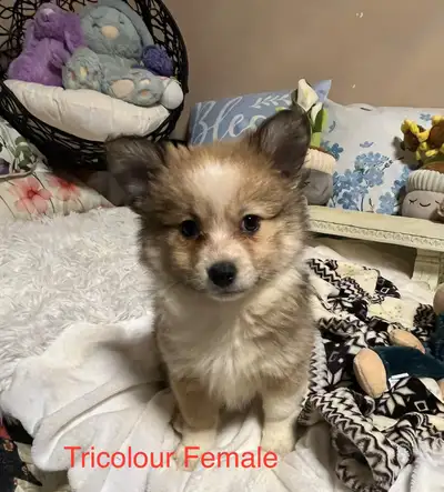 4 Adorable outgoing Pomchi puppies, View more