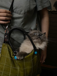 Ragdoll for rehoming