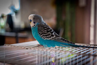 Wanted:   Cheap or Free budgies