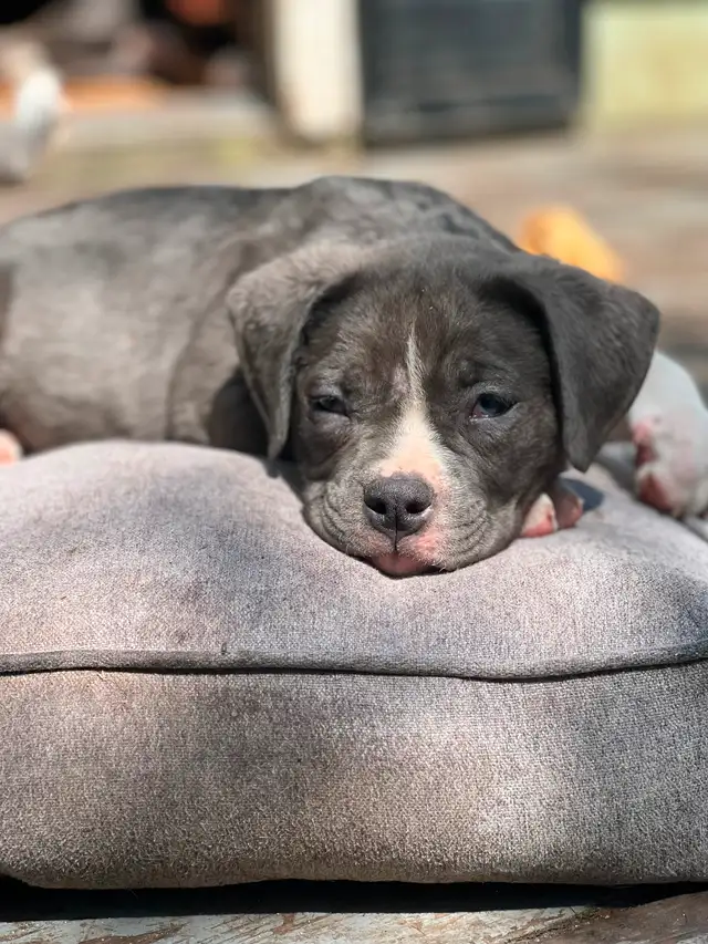 Grey pups in Dogs & Puppies for Rehoming in Strathcona County - Image 8