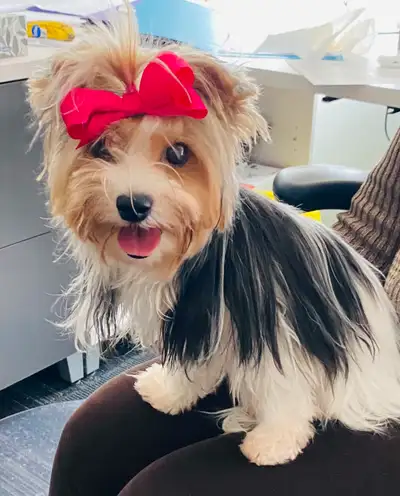 We are seeking a loving and suitable forever home for our adorable, purebred Biewer Terrier female....