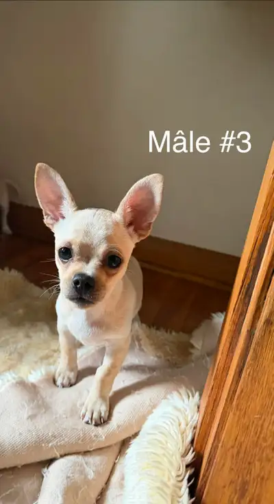 Adorables chiots Chihuahua, View more