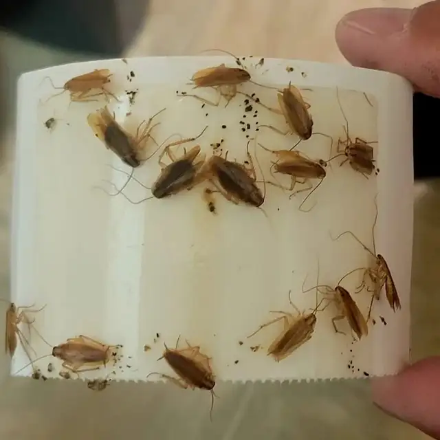 Pest control, Roaches, Mice, Raccoon, Pest contorl  647363751362863235326593124