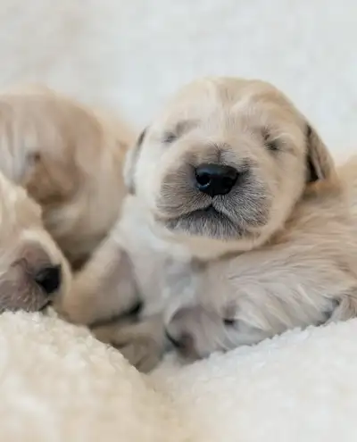 CKC Registered Golden Retrievers, View more