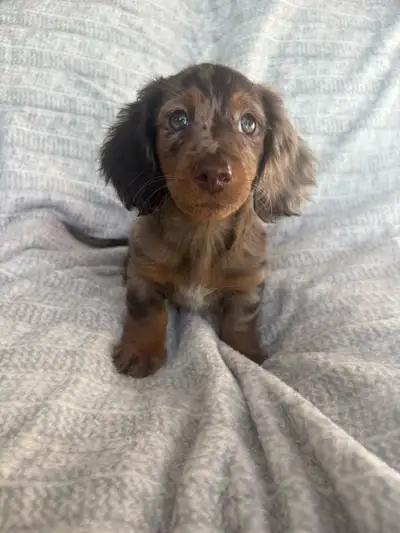 Miniature Dachshund Puppies, View more