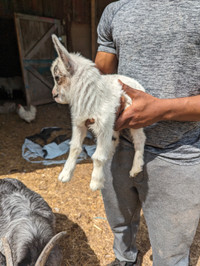 New born Nigerian dwarf goats.