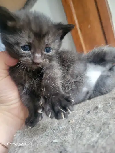 chatons à vendre , View more